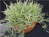 0e05a520-Stenotaphrum Secundatum Variegatum.jpg